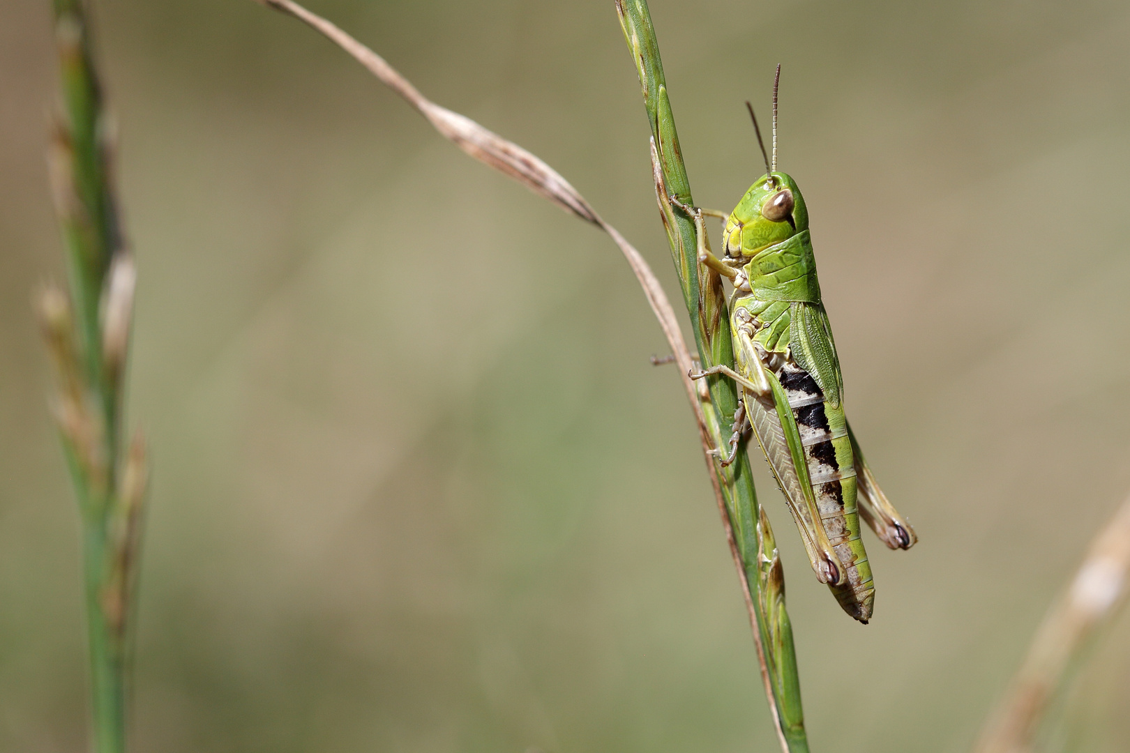 Pseudochorthippus parallelus