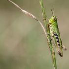 Pseudochorthippus parallelus