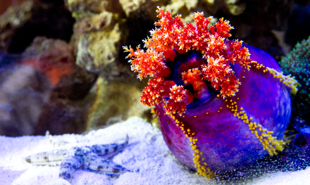 Pseudocolochirus violaceus - Bunte Seegurke oder Seeapfel Foto & Bild
