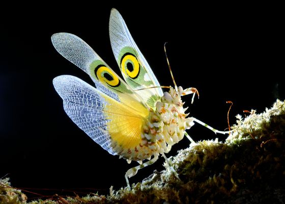 Pseudocreobotra wahlbergii