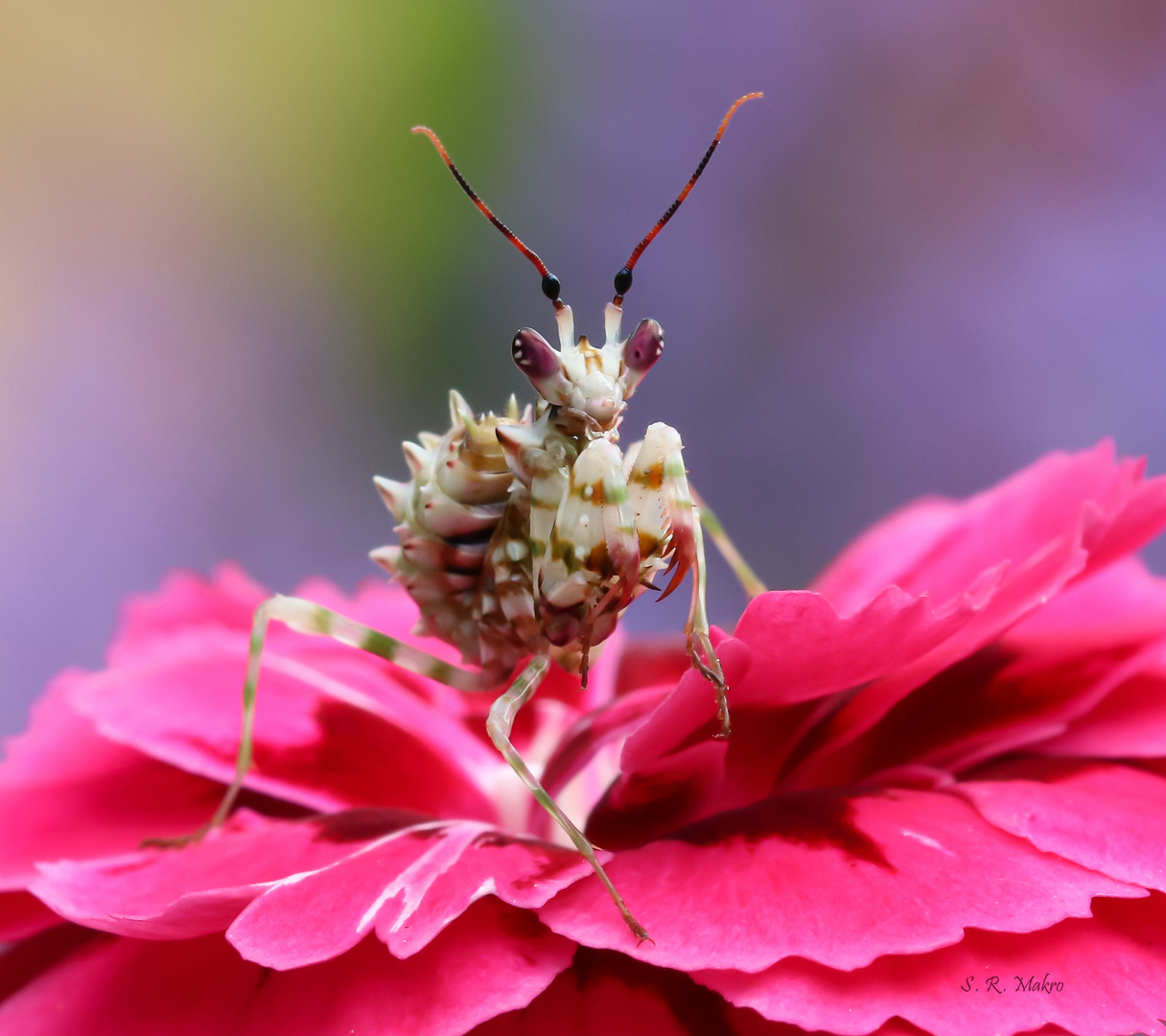 Pseudocreobotra wahlbergii (Afrikanische Blütenmantis) 