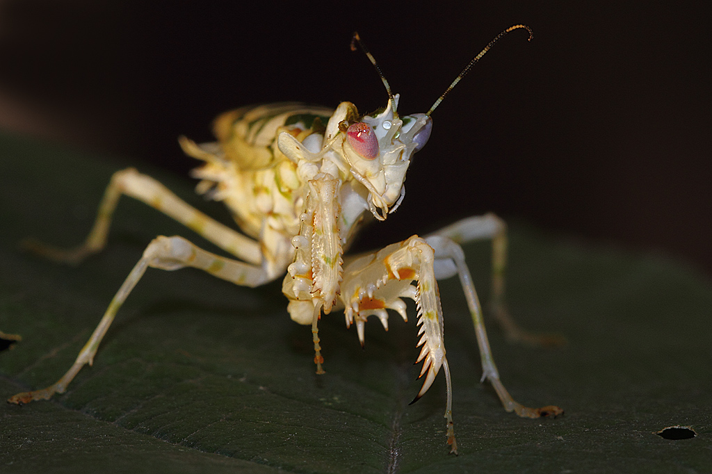 Pseudocreobotra wahlbergii - Blütenmantis [Gottesanbeterin]