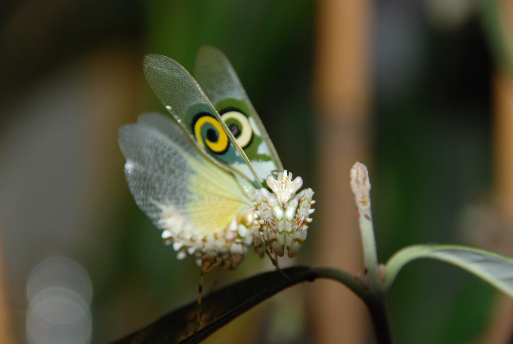 Pseudocreobotra wahlbergii