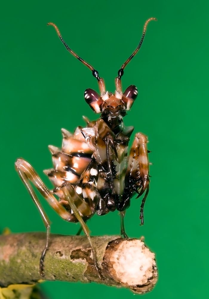 Pseudocreobotra wahlbergii Nymphe