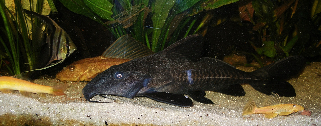 Pseudodoras Niger und Hypostomus Plecostomus Gold Foto & Bild tiere