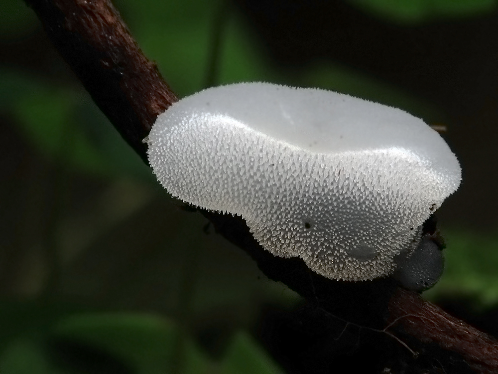 Pseudohydnum gelatinosum