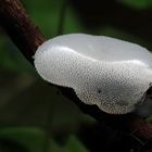 Pseudohydnum gelatinosum