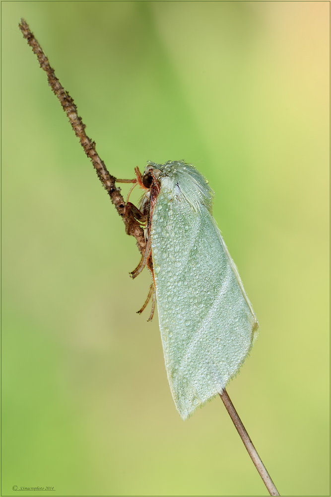 Pseudoips prasinana