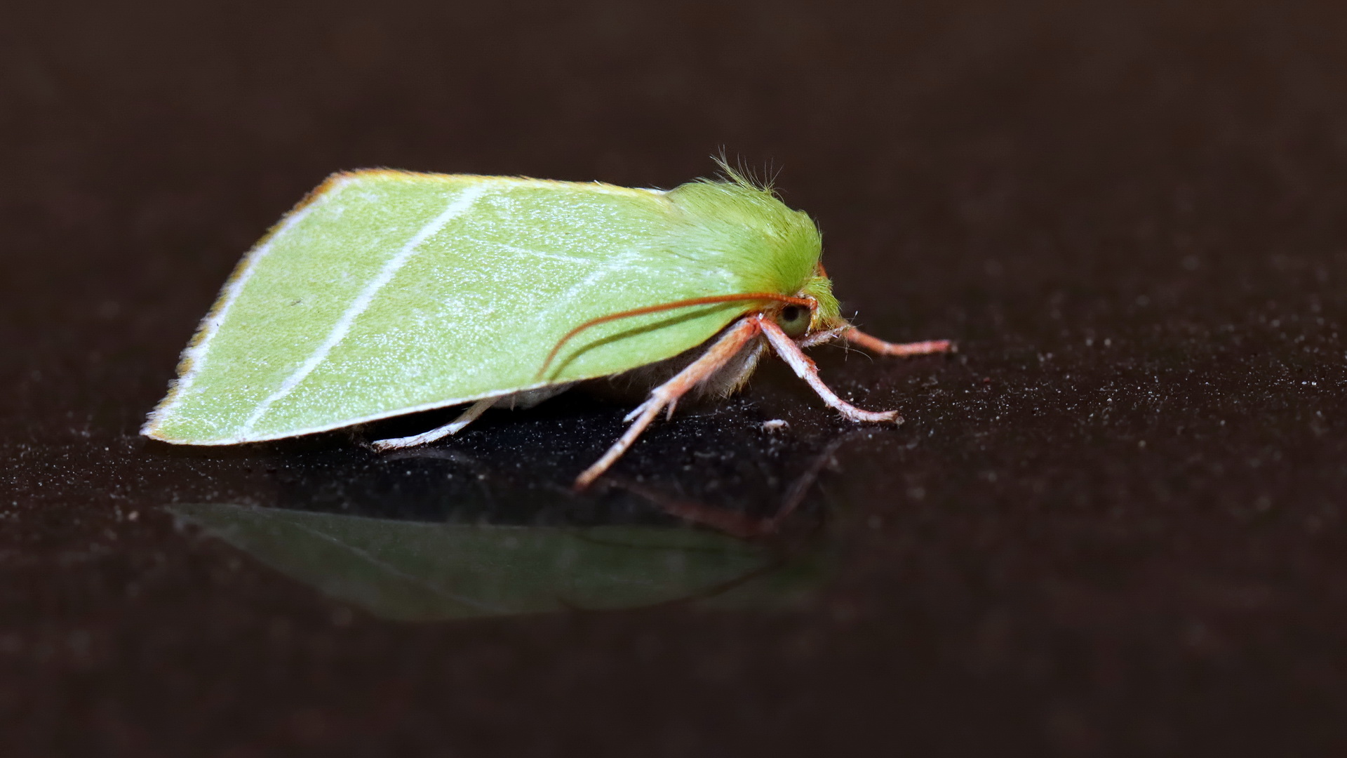 Pseudoips prasinana