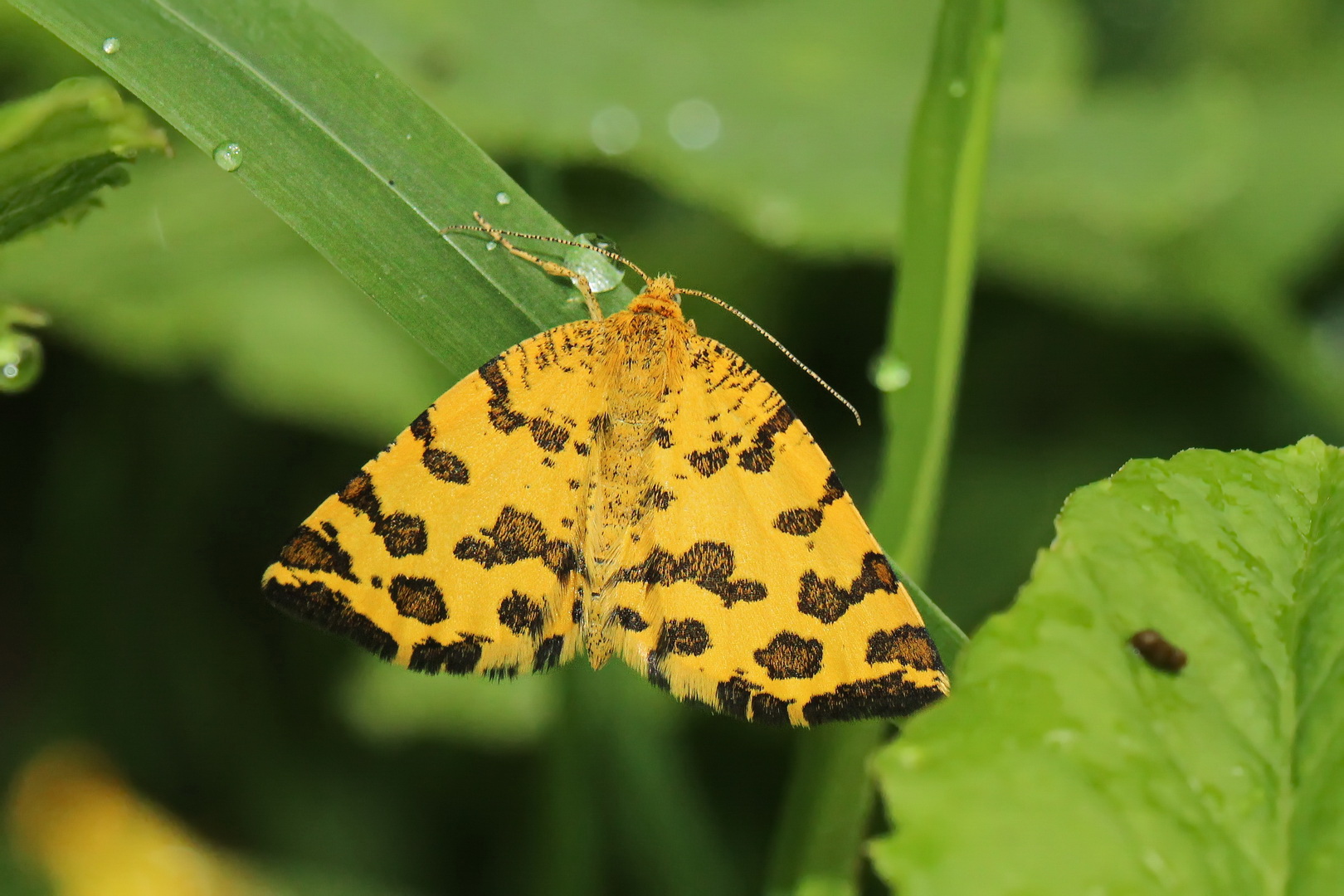 Pseudopanthera macularia