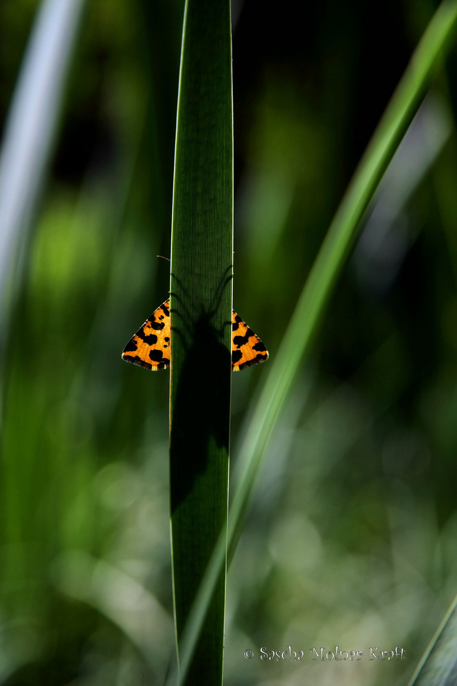 Pseudopanthera Macularia