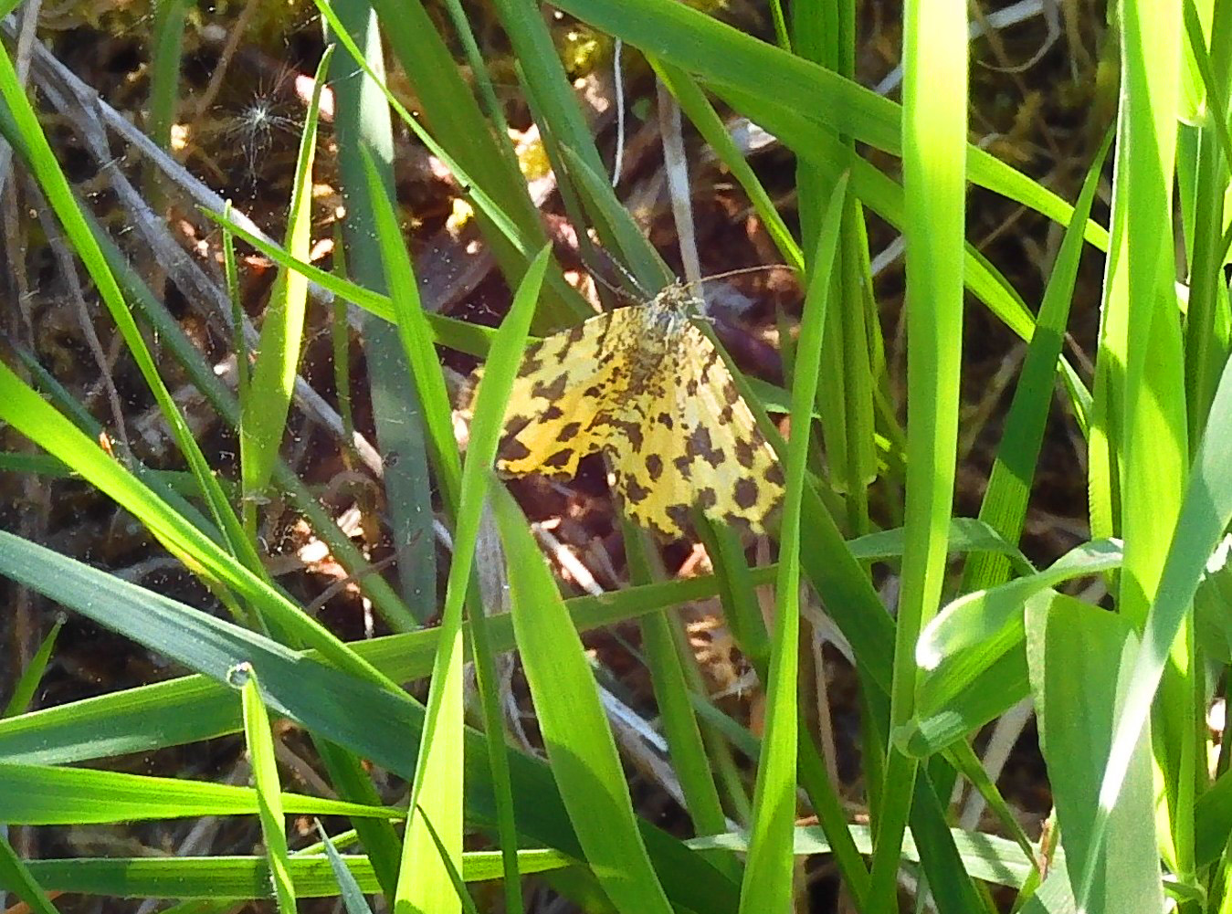 Pseudopanthera macularia