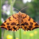 Pseudopanthera Macularia - Harz