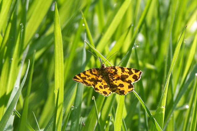 Pseudopanthera macularia (la panthère)