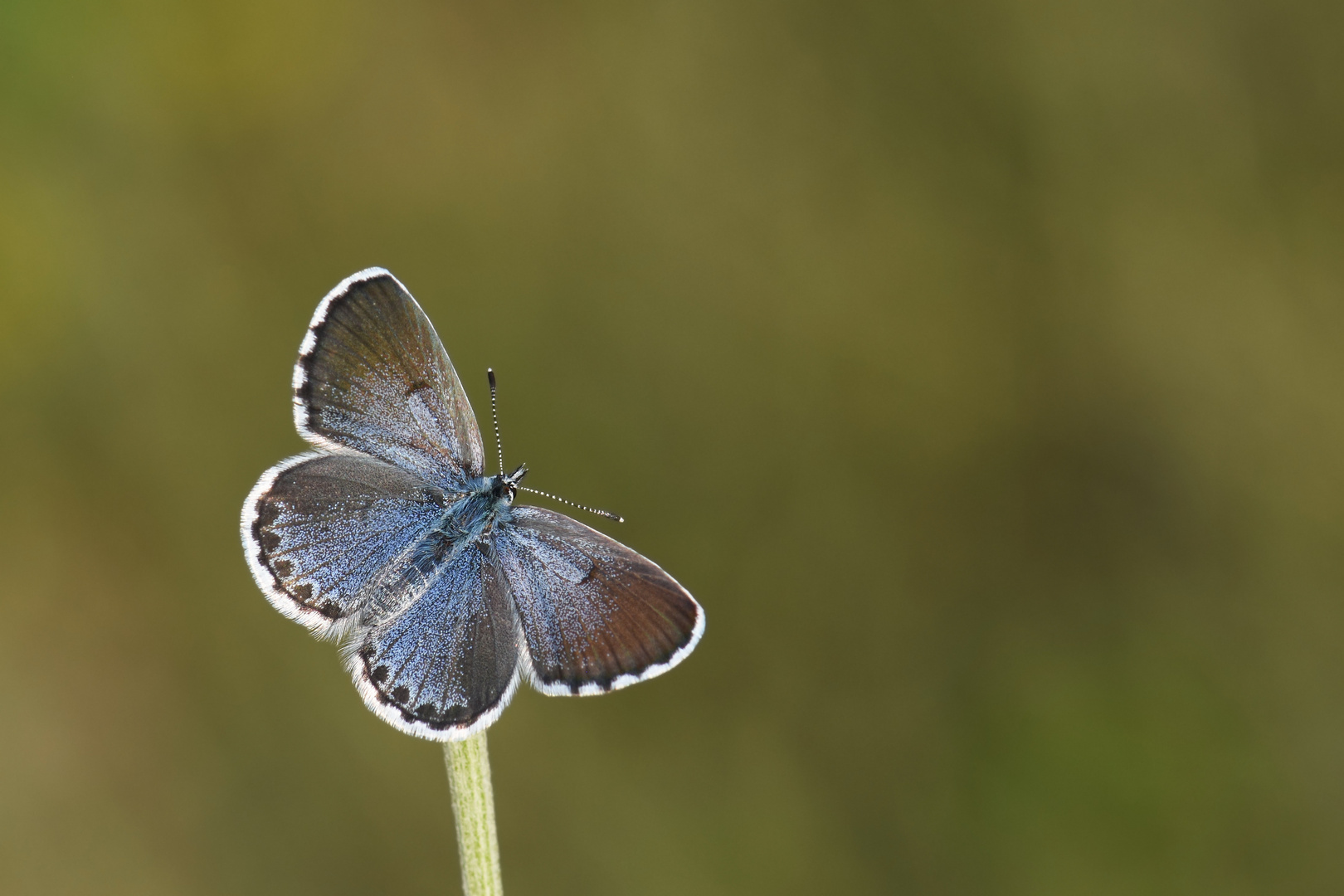 Pseudophilotes vicrama » Eastern Baton Blue