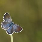 Pseudophilotes vicrama » Eastern Baton Blue