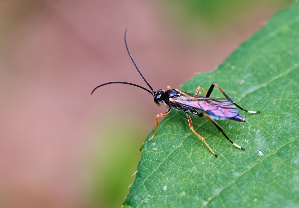 Pseudoplatylabus violentus Foto & Bild natur, insekten, tiere Bilder