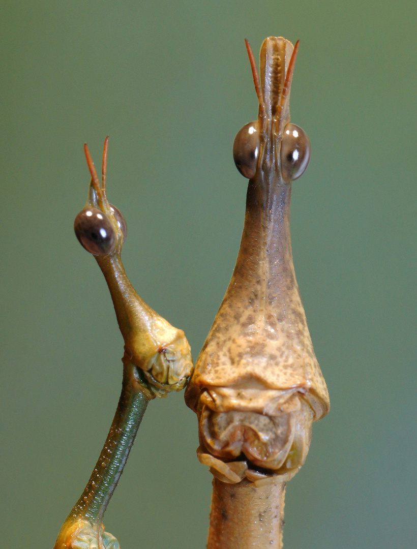 Pseudoproscopia latirostris (Pferdekopfschrecke)