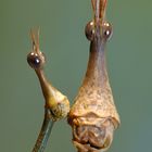 Pseudoproscopia latirostris (Pferdekopfschrecke)