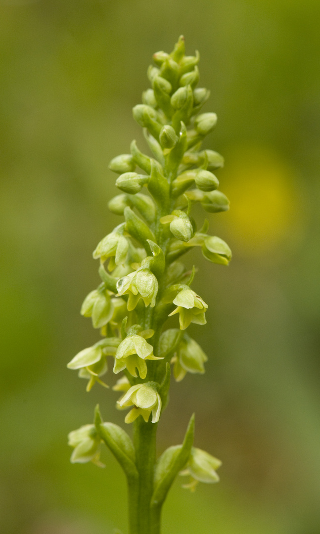 Pseudorchis albida