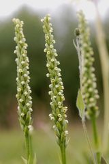 Pseudorchis albida Blütenstände