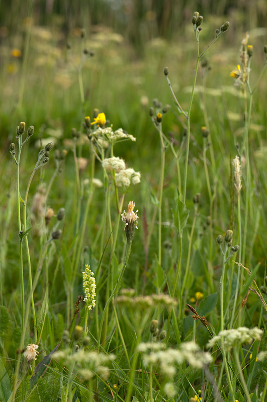 Pseudorchis albida im Biotop