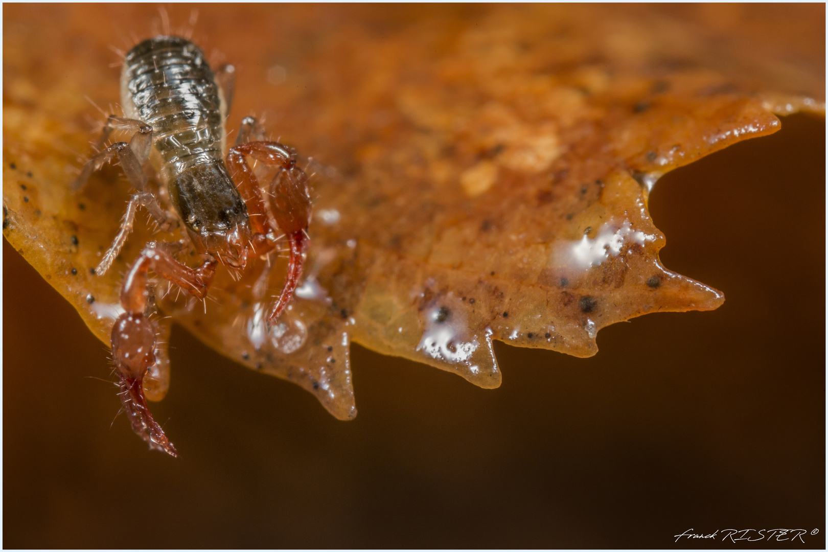 pseudoscorpion