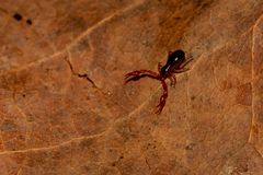 Pseudoskorpion, 2 mm lang (Neobisium sp.?) ...