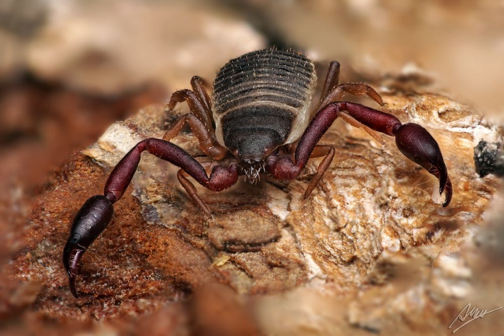 Pseudoskorpion