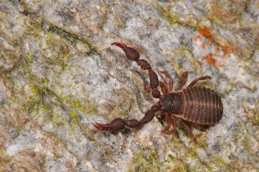 Pseudoskorpion 2mm lang Foto & Bild tiere, wildlife, spinnen Bilder