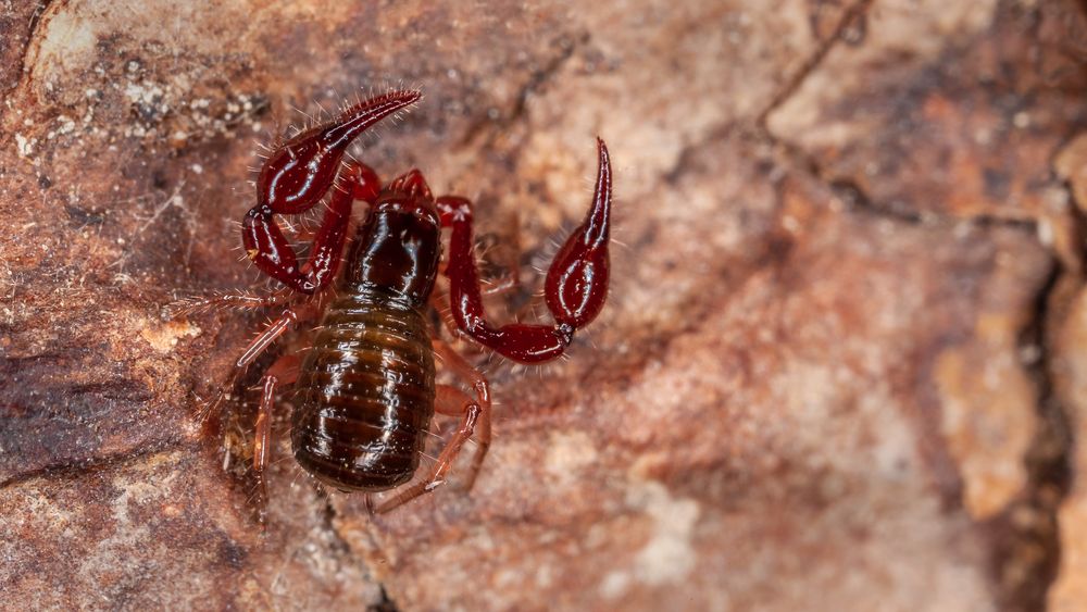 Pseudoskorpion