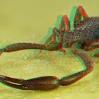 Pseudoskorpion [3D]