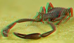 Pseudoskorpion [3D]