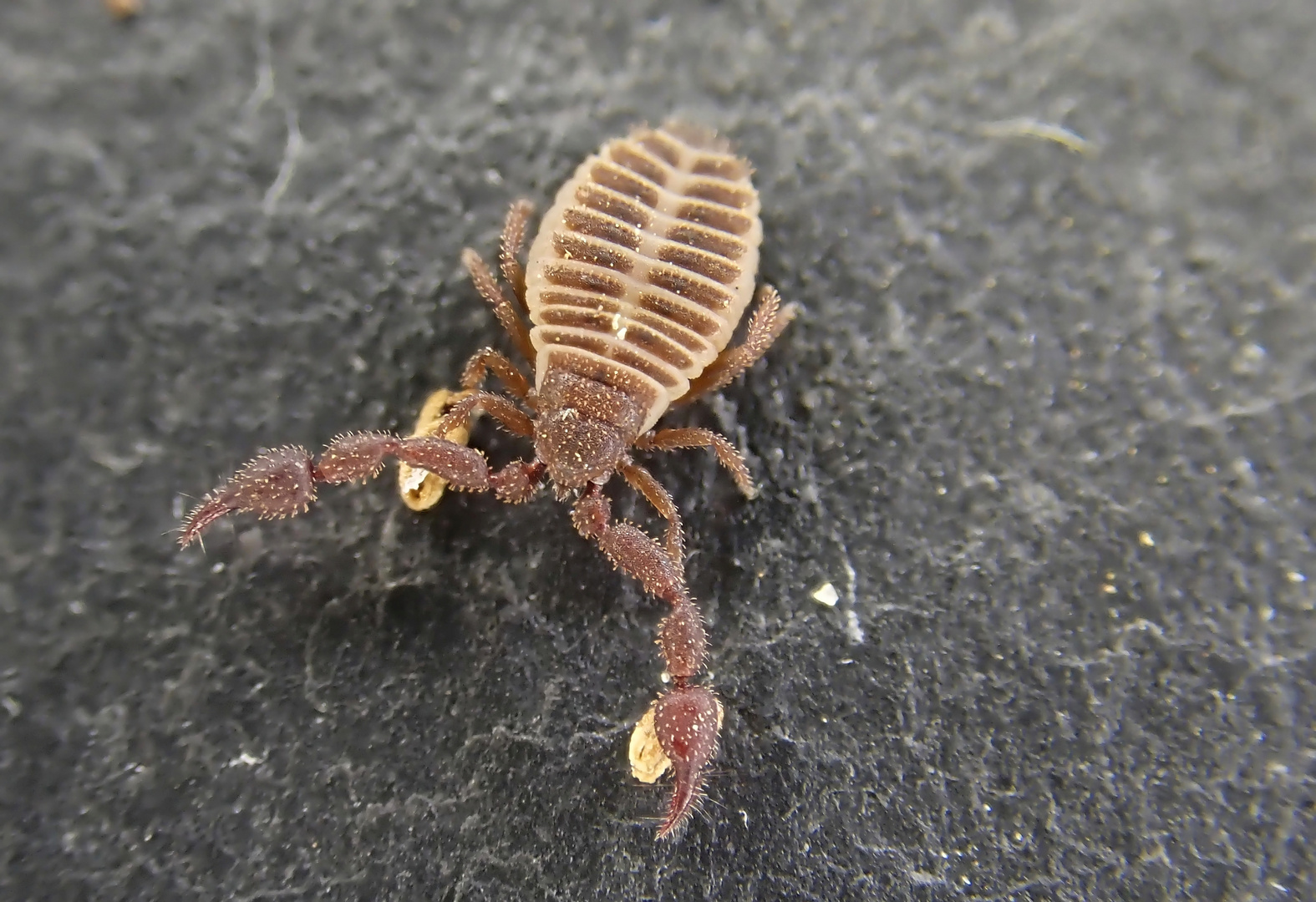 Pseudoskorpion