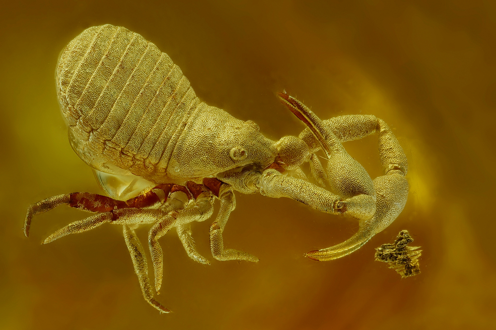 Pseudoskorpion in Baltischem Bernstein