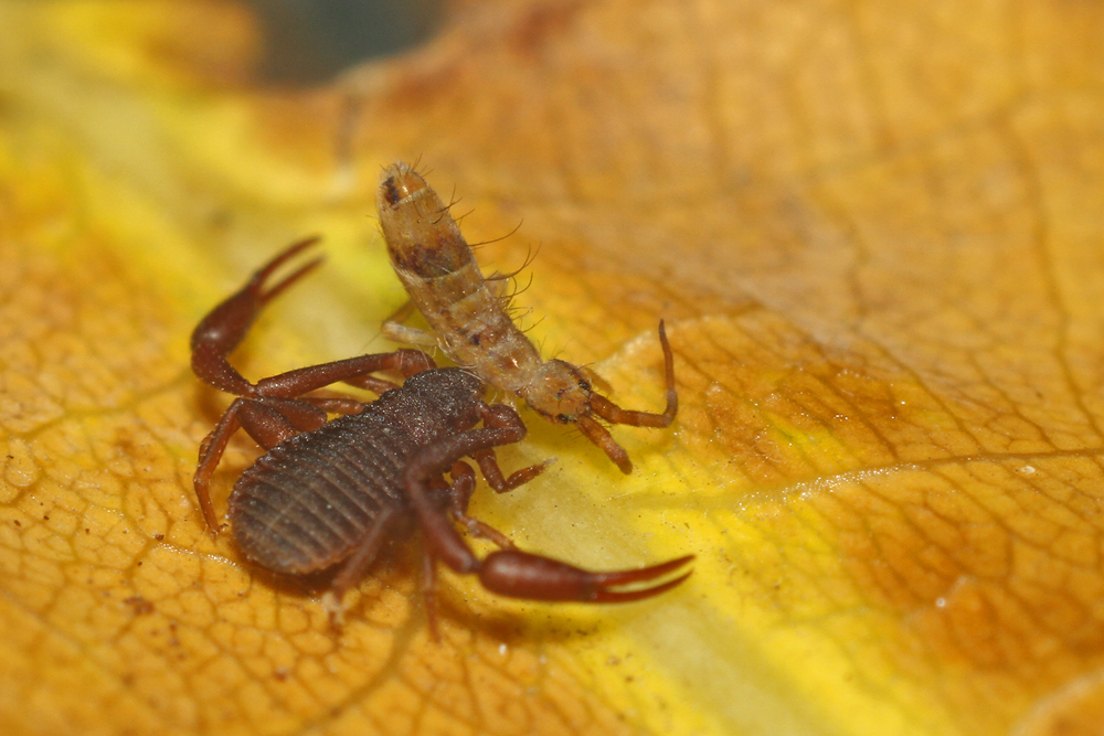 Pseudoskorpion mit Springschwanz Foto & Bild | tiere ...