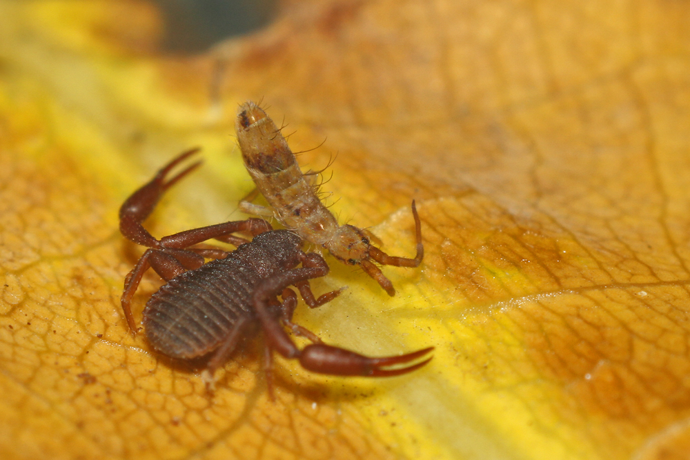 Pseudoskorpion mit Springschwanz