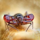 Pseudoskorpion (Moosskorpion)