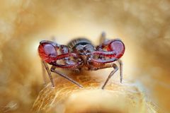 Pseudoskorpion (Moosskorpion)