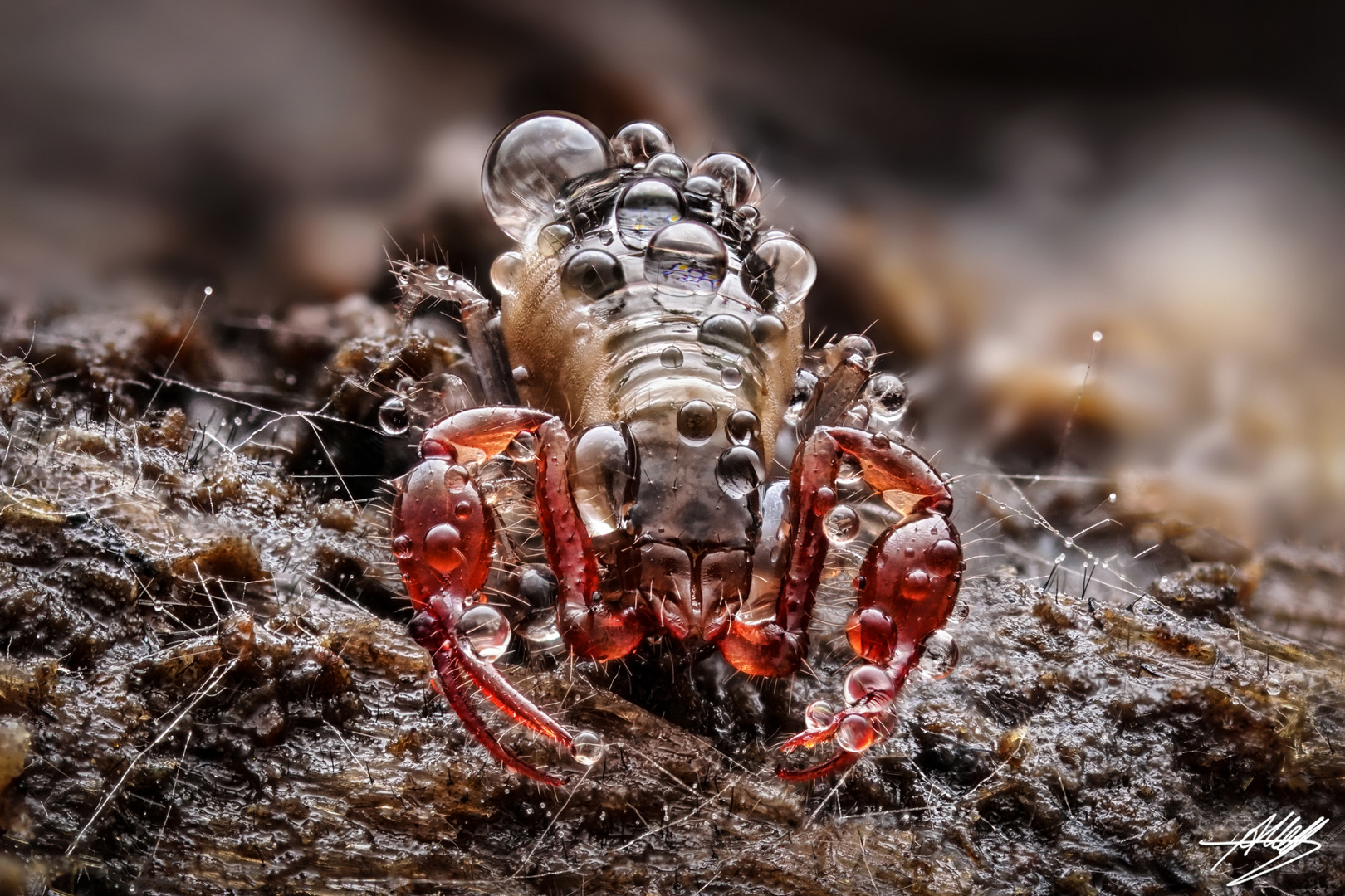 Pseudoskorpion (Moosskorpion)