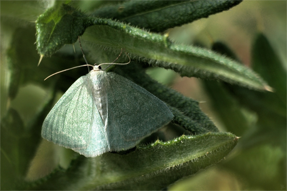 Pseudoterpna pruinata