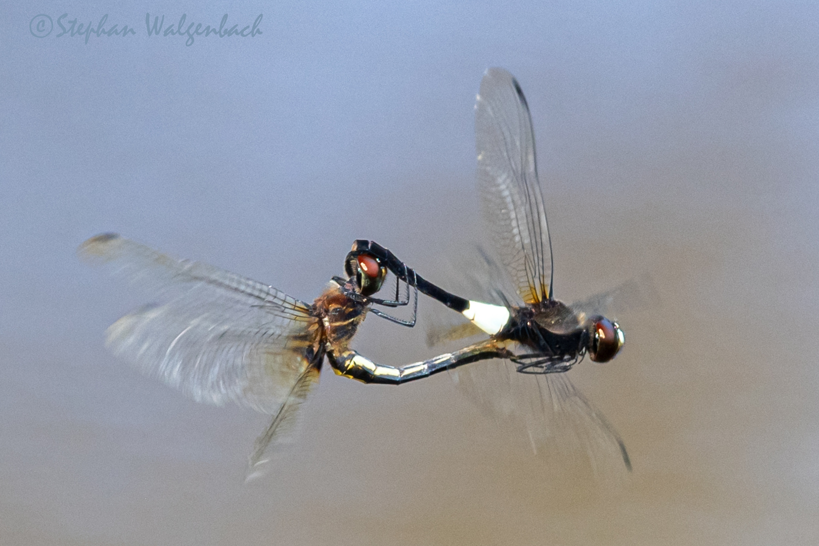 Pseudothemis jorina bei der Paarung