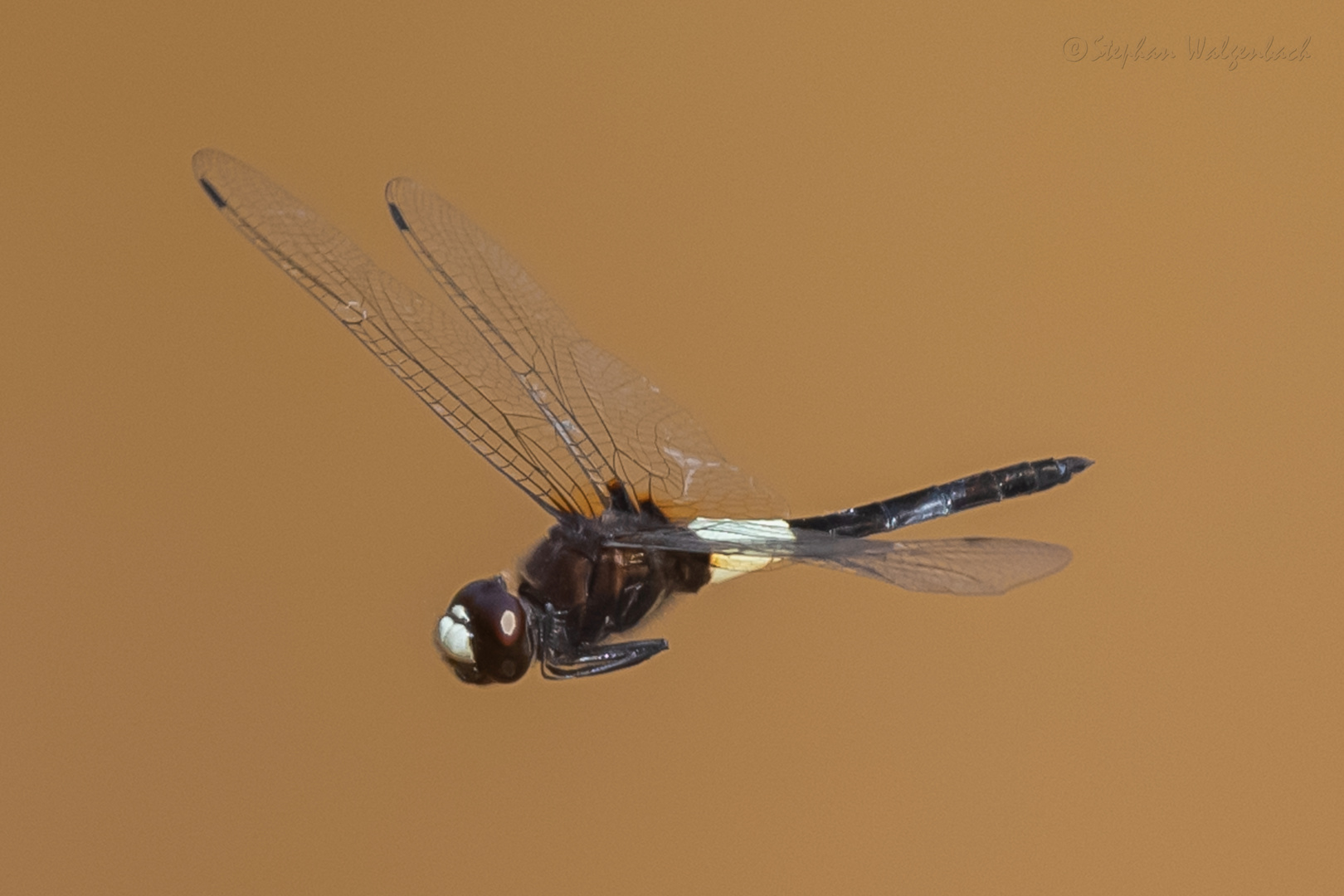 Pseudothemis jorina im Flug