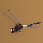 Pseudothemis jorina im Flug