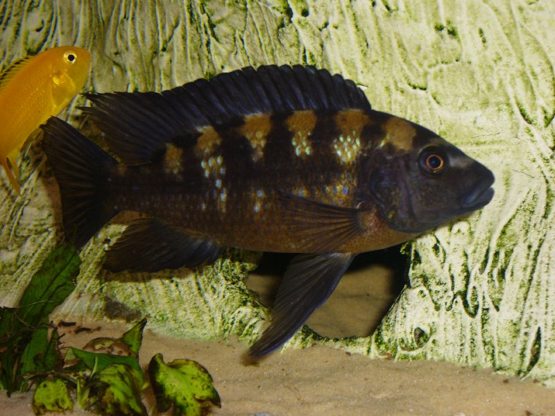 Pseudotropheus crabro