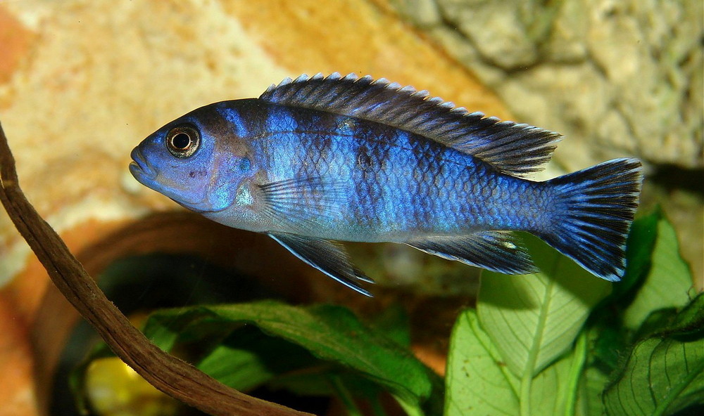 Pseudotropheus demasoni