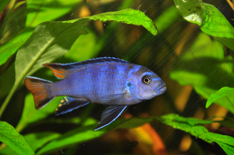 Pseudotropheus elongatus - Schmalbarsch