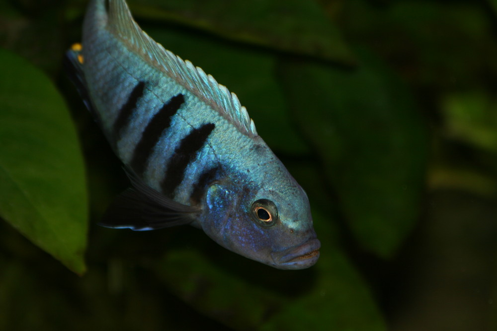 Pseudotropheus Kingsizei Maingano