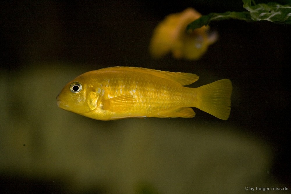 Pseudotropheus Saulosi / Weibchen