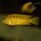 Pseudotropheus Saulosi / Weibchen